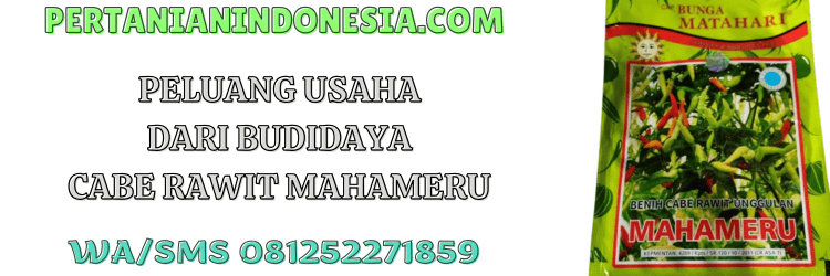 peluang,usaha,budidaya,budidaya cabe rawit,pertanian indonesia